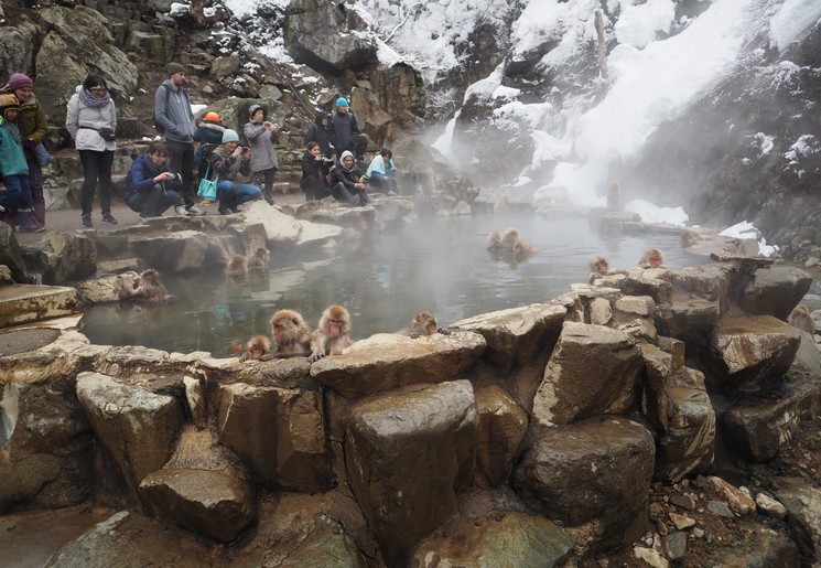 Apen in Hot spring van Nagano