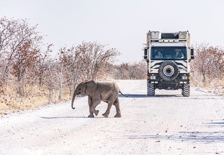 Overstekend wild tijdens je camperreis Namibië