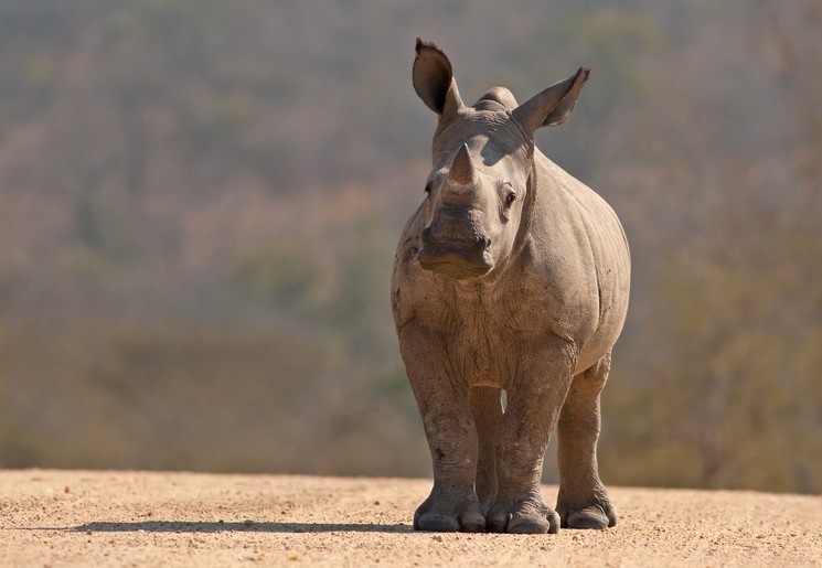 Neushoorns in Namibie