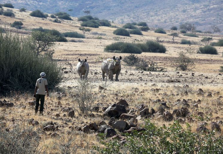 Namibie-Palmwag-Rhino-Trekking(8)