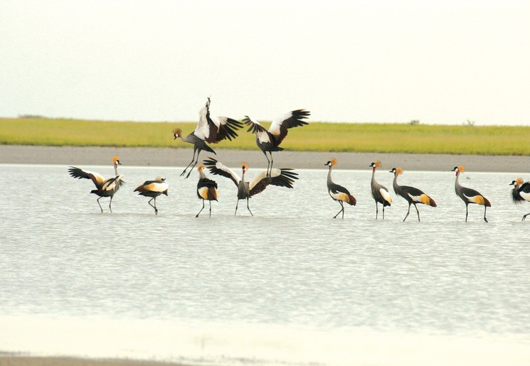 Omgeving van Makgadikgadi in Botswana