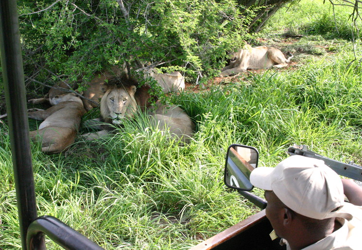 Wild spotten in Hlane Royal National Park