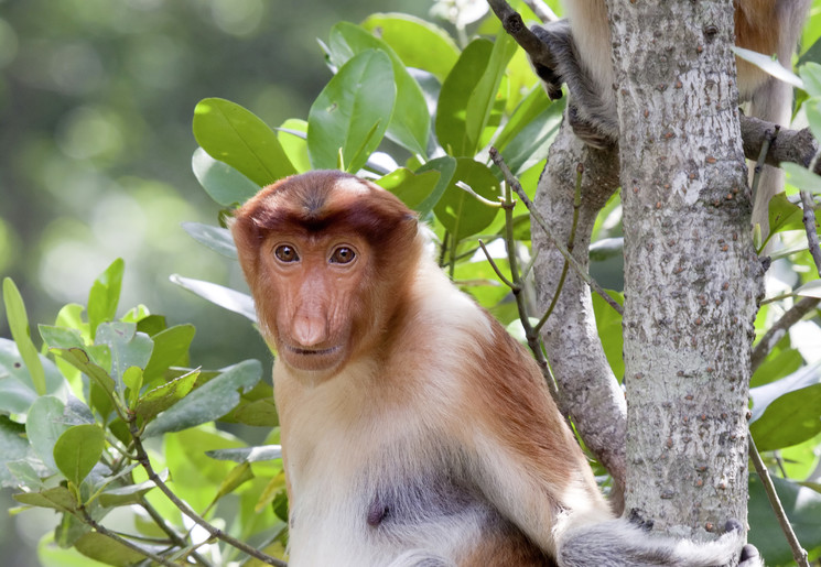 Een neusaap in de bomen in Borneo, Maleisie Een neusaap in de bomen in Borneo, Maleisie