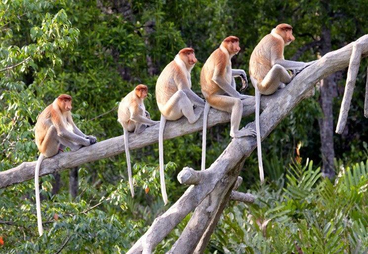 Neusapen in Borneo, Maleisie