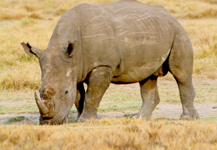 Spot de witte én zwarte neushoorns in Lake Nakuru, Tanzania