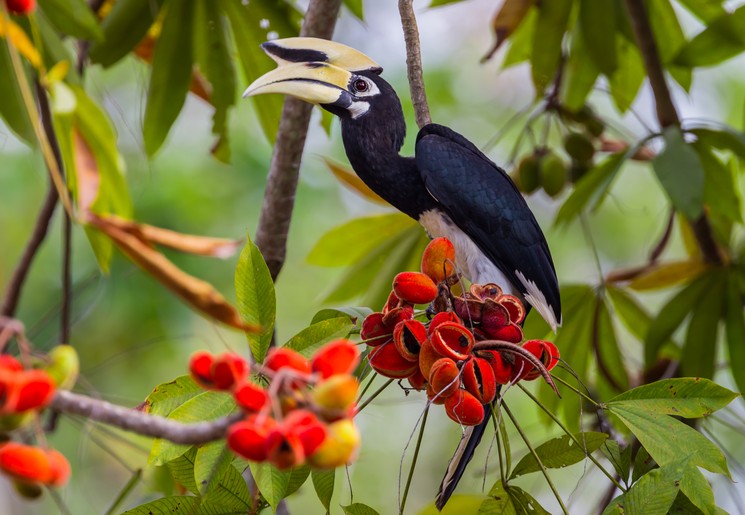 neushoornvogel in borneo, maleisie