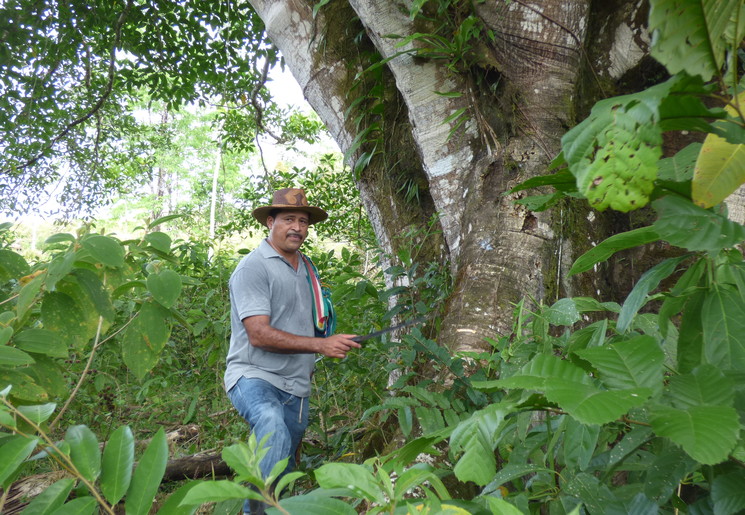 Jungle en chocoladetour in El Castillo