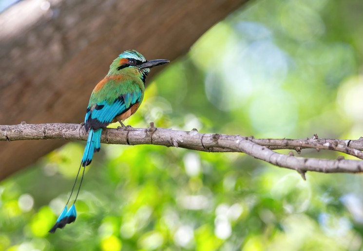 Prachtige vogels in het natuurreservaat Chocoyero, Managua