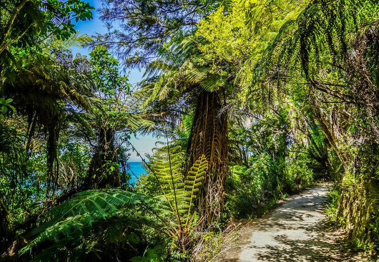 Nieuw-Zeeland-Abel-Tasman-National-Park-jungle_1_592028