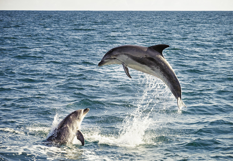 Dolfijnen, Bay of Islands, Nieuw-Zeeland