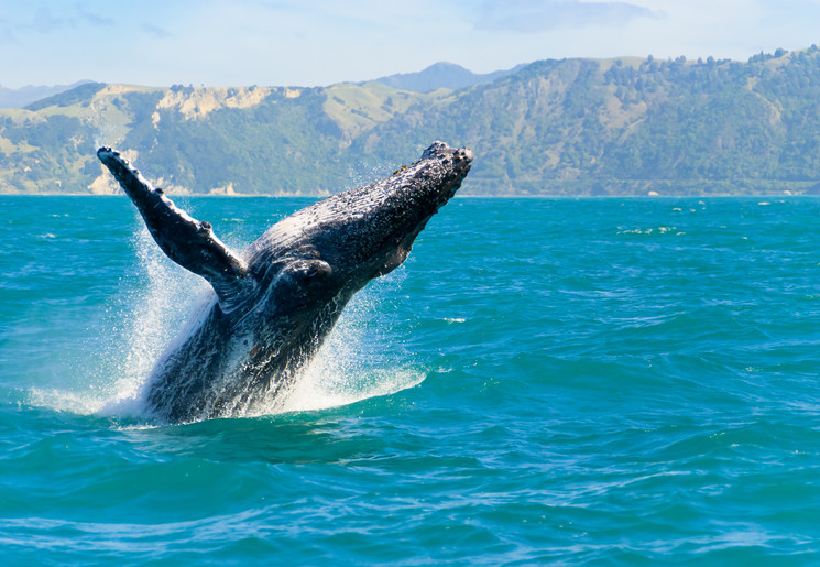 Nieuw-Zeeland-Kaikoura-1