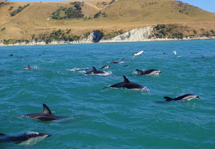 Nieuw-Zeeland-Kaikoura-12