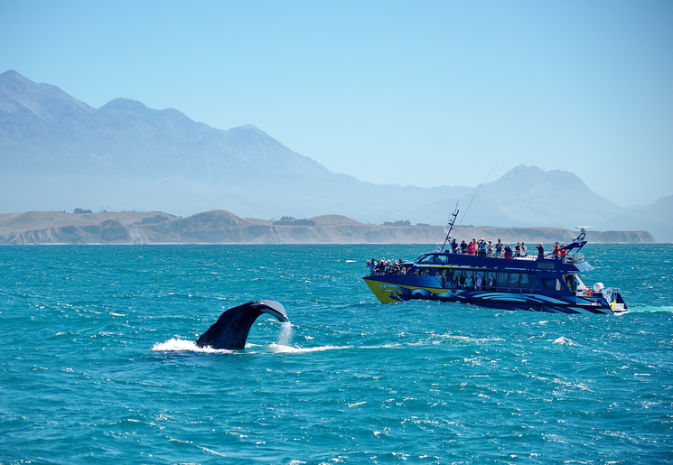 Walvistocht Kaikoura, Nieuw-Zeeland: