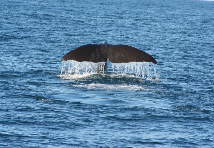 Walvissen spotten bij Kaikoura