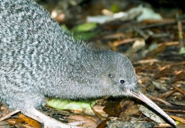 Nieuw-Zeeland-Noordereiland-Kapiti-Island-Kiwi_1_596631