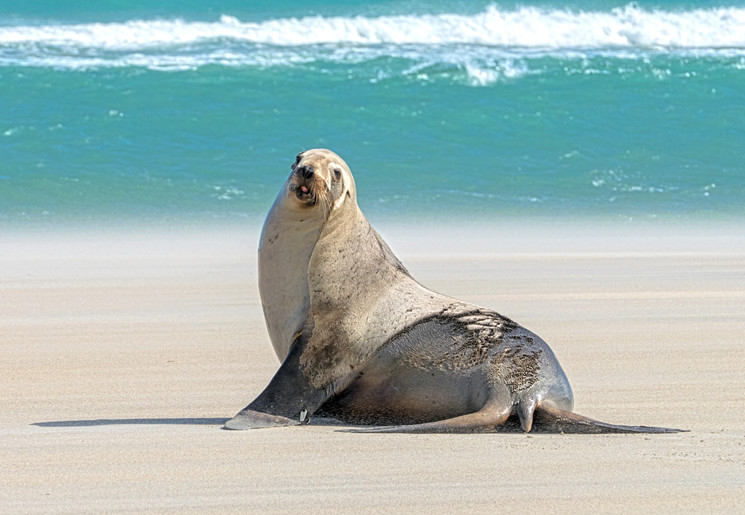 Nieuw-Zeeland-Otago-Peninsula-9