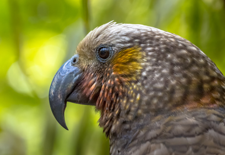 Nieuw-Zeeland-Zuidereiland-Stewart-Island-5