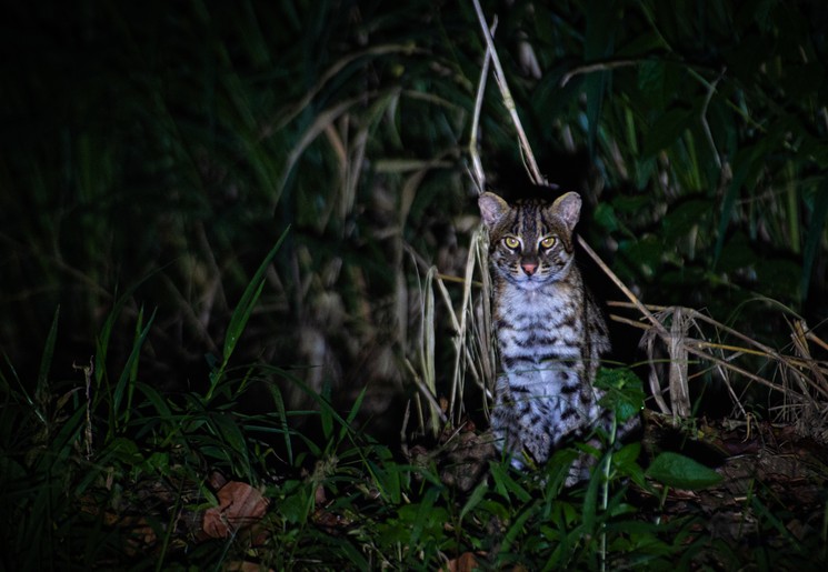 Dieren tijdens de nachtsafari bij Habarana