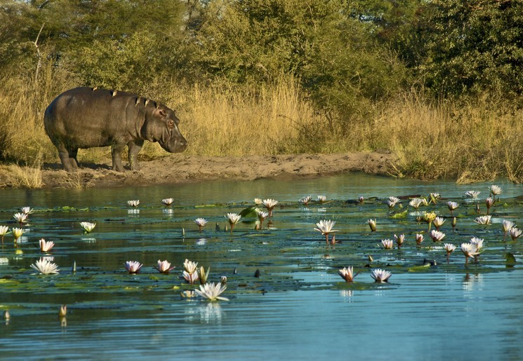 Nijlpaarden in de Caprivistrook in Namibie