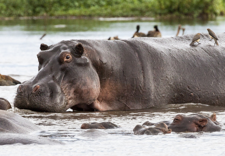 Nijlpaarden in Lake Manyara National Park in Tanzania