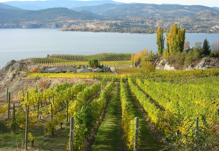 De wijnvelden van de Okanagan vallei, nabij Penticton, Canada