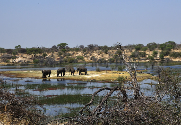 Olifanten spotten tijdens de safari in de Okavango Delta