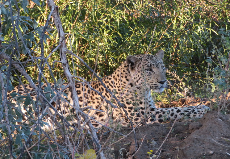 Game drive in Okonjima Nature Reserve