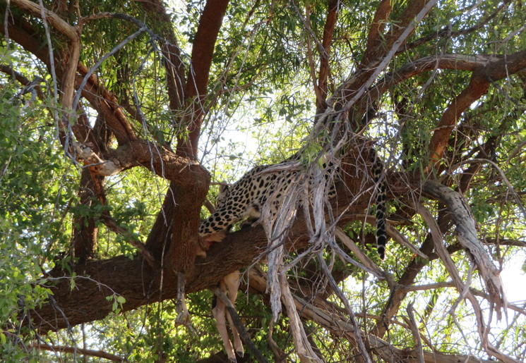 Game drive in Okonjima Nature Reserve