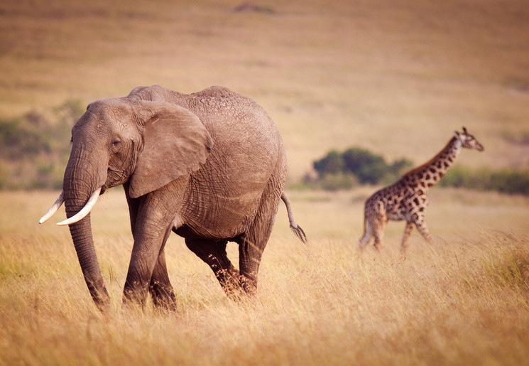 Spot olifanten en andere dieren tijdens een verblijf bij uw accommodatie, Kenia
