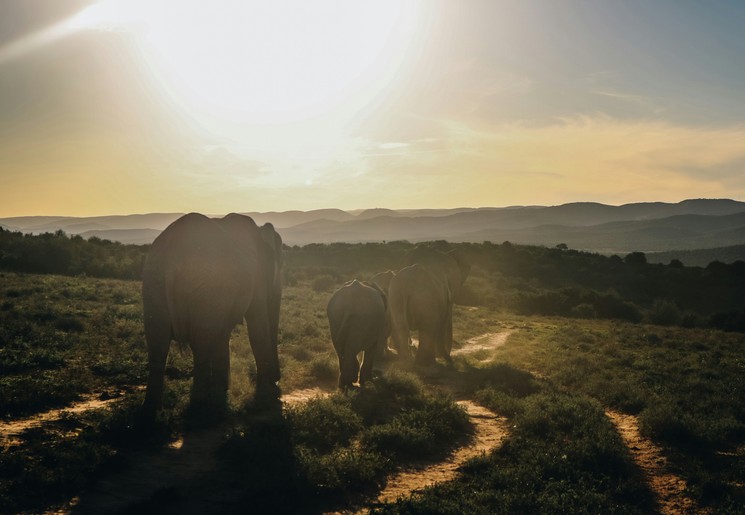 Op safari in Addo Elephant National Park