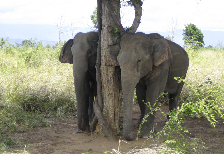 Olifanten in Udawalawe, Sri Lanka