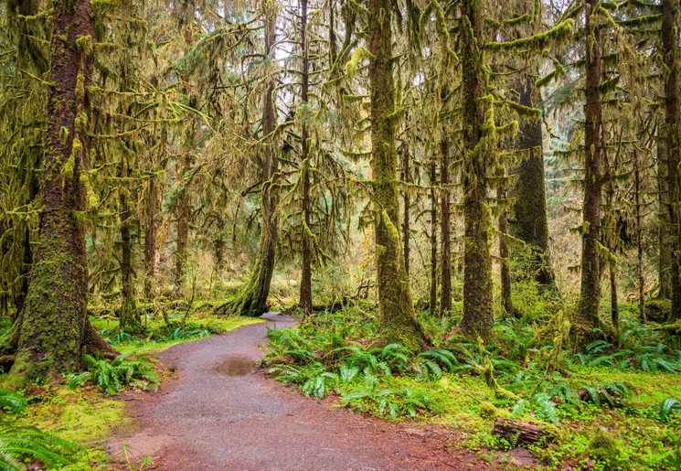 Olympic National Park, Washington State