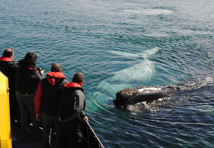 Walvisspotten in de omgeving van Puerto-Madryn in Argentinië