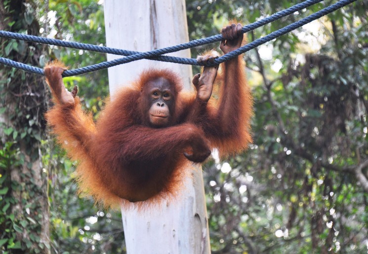 Orang Oetan in de jungle Orang Oetan in de jungle