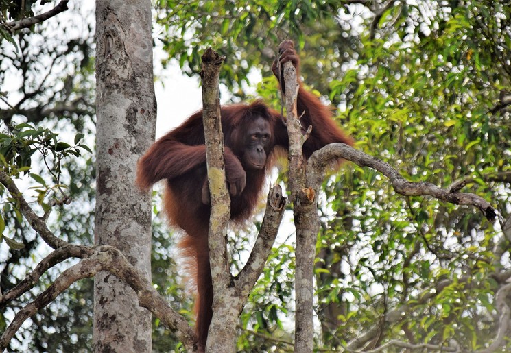 Orang-oetans in het wild spotten op Kalimantan, Indonesisch Borneo