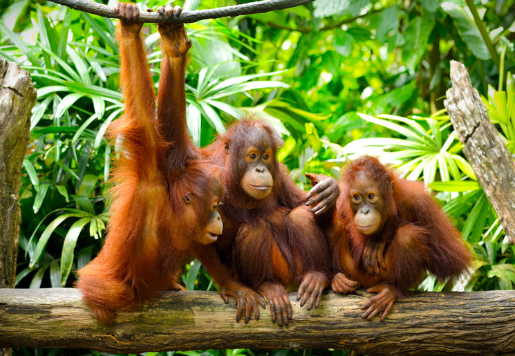 Drie orang-oetans in de jungle van Borneo