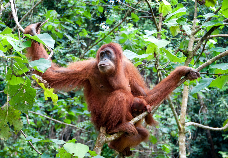 Orang-oetans in Tanjung Puting op Kalimantan