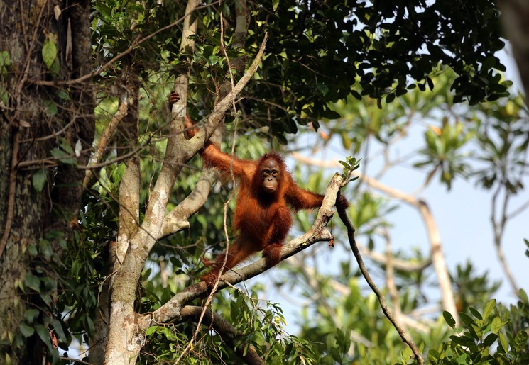 Orang-oetans in de jungle van Kalimantan, Indonesisch Borneo