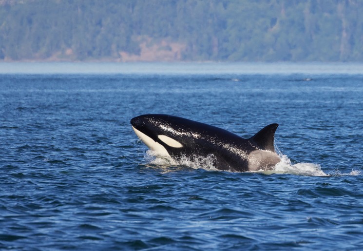 Orka in Puget Sound, Noordwest-Amerika