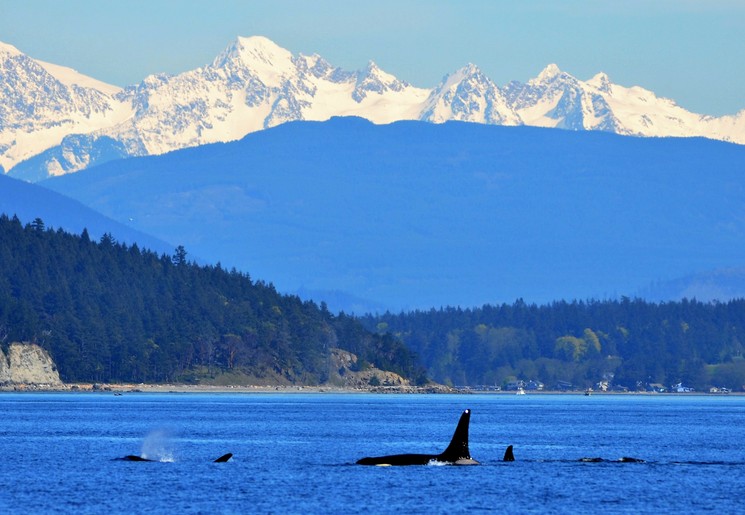 Blik op een orka in de Puget Sound, USA