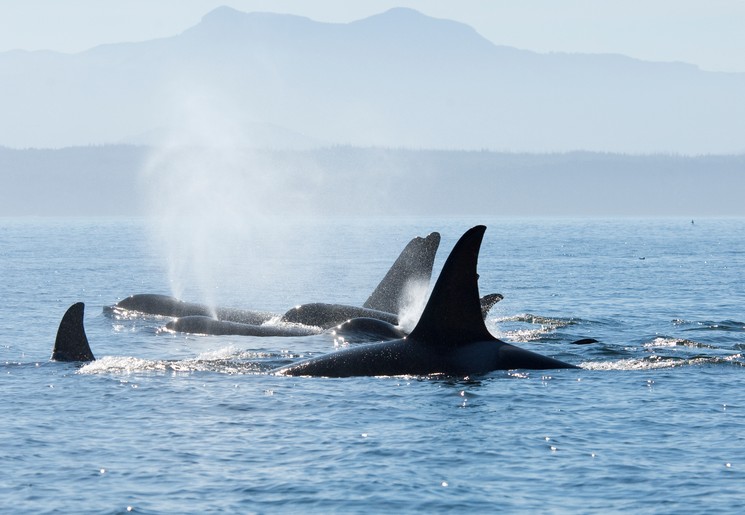 Orka spotten in Canada