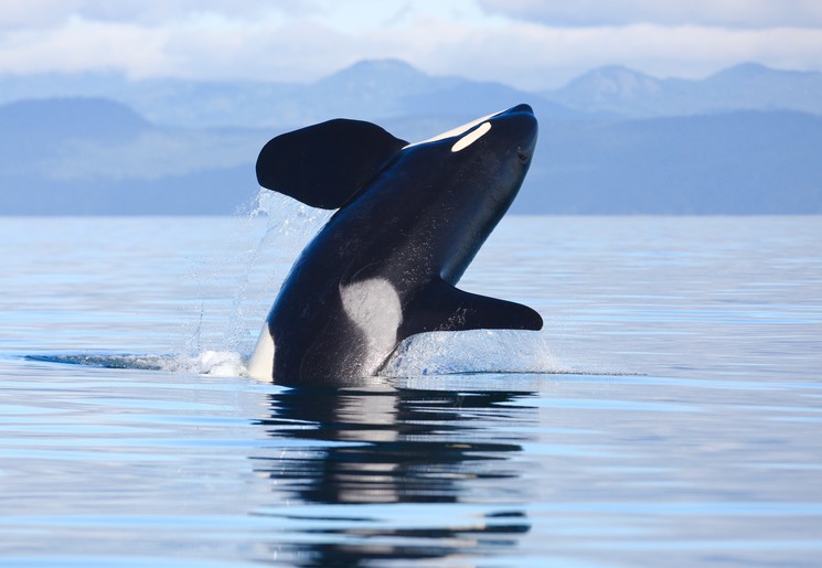 orka Vancouver Island