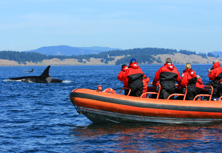 Orka's spotten bij Vancouver Island