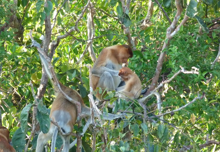 Apen in de bomen tijdens de kanotocht, Kalimantan, Indonesië