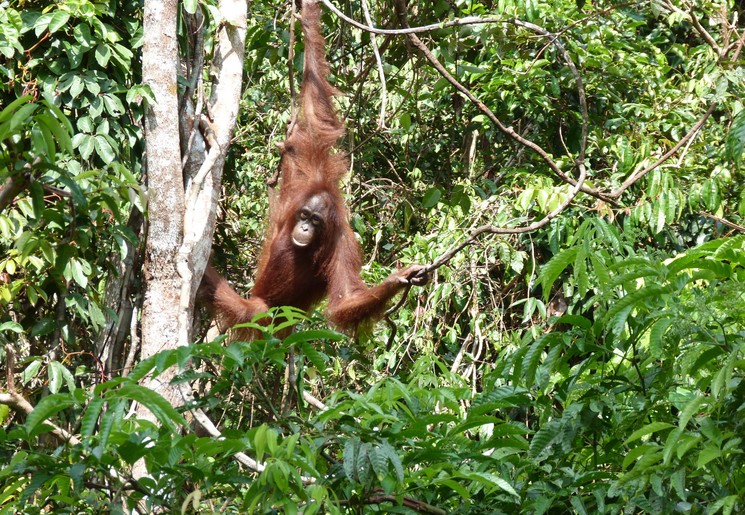 Orang oetan in de jungle van Tanjung Puting NP, Kalimantan, Indonesië