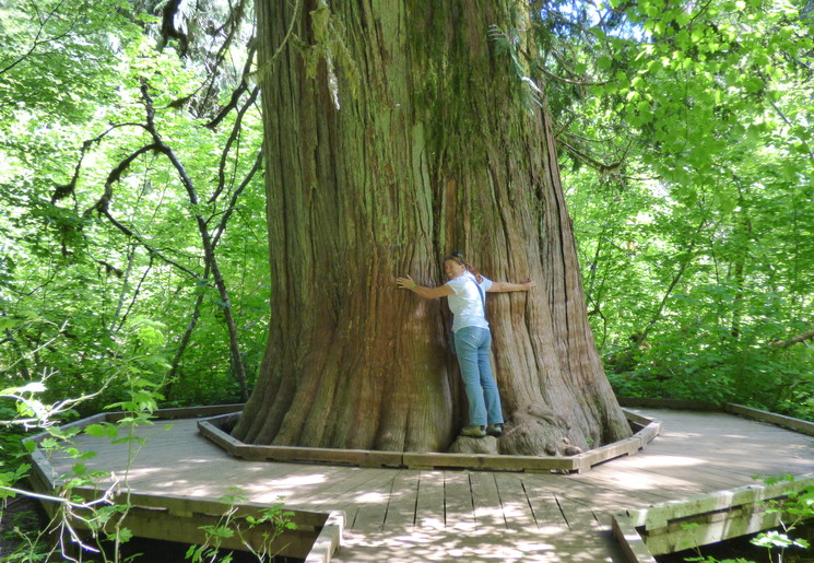 Enorme bomen in de omgeving van Longmire, Mount Rainier National Park, Amerika