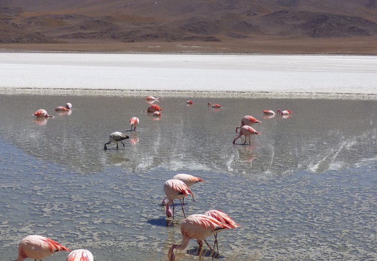 Flamingo's bij Uyuni