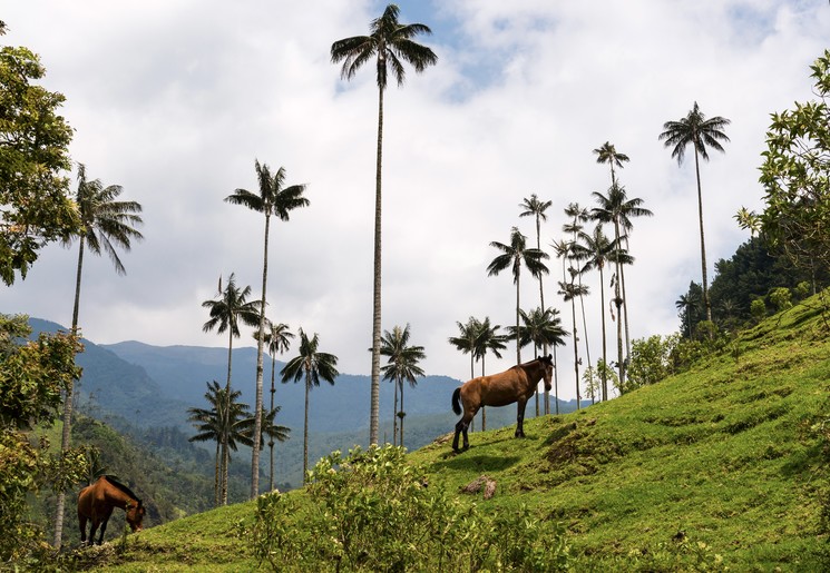 Paard in de Cocoravallei Colombia