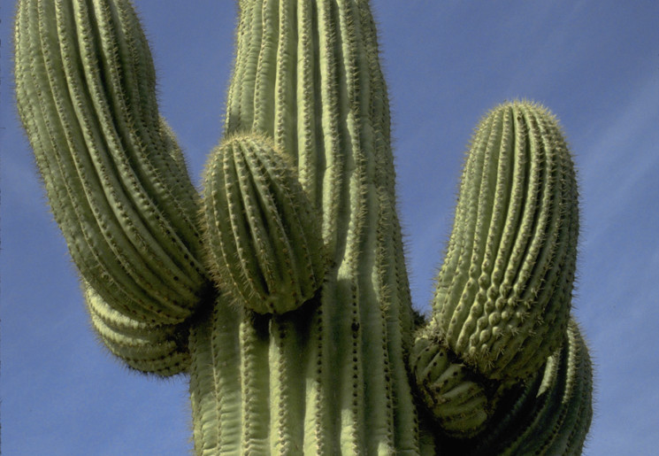 Cactus bij Palm Springs