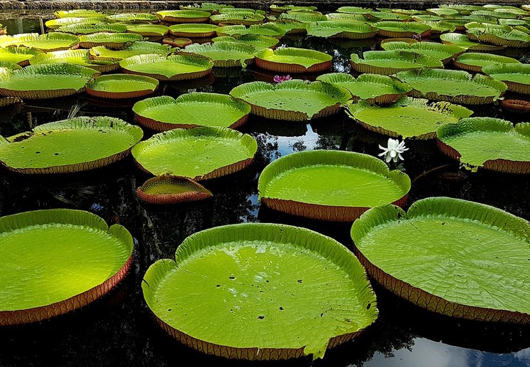 Pamplemousses botanische tuin reuze waterlelies in vijver